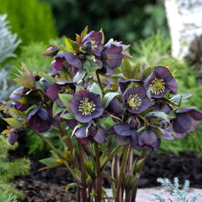 Морозник Дабл Блэк - Dolinasad.by