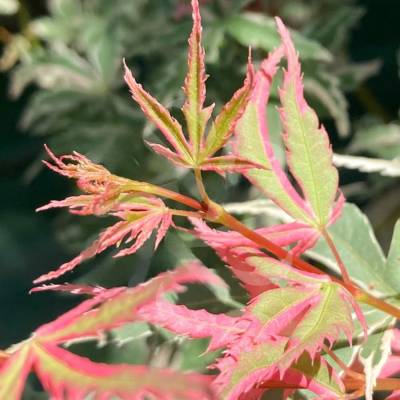 Клен пальмолистный Иоши - Dolinasad.by