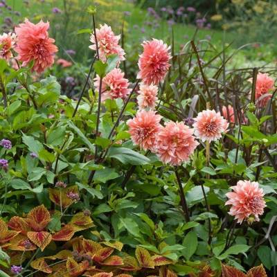 Георгина Голландский фестиваль - Dolinasad.by