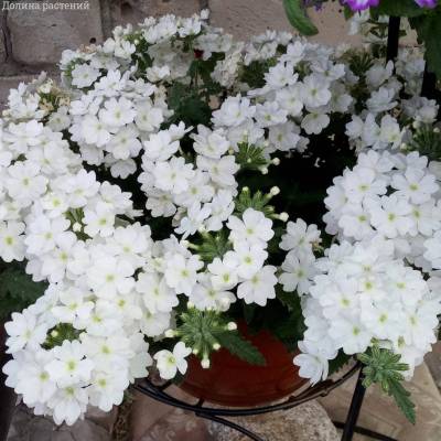 Вербена Сан Вайт - Dolinasad.by