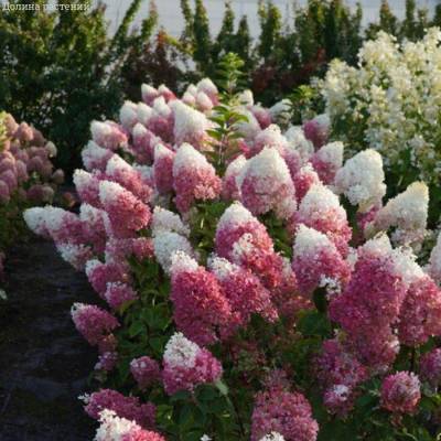 Гортензия метельчатая Стробери Блоссом, С3 - Dolinasad.by