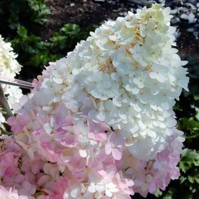 Гортензия метельчатая Мэджикал Андес, С3 - Dolinasad.by