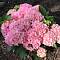 Гортензия крупнолистная Пинк Сенсейшн, С2 - Dolinasad.by