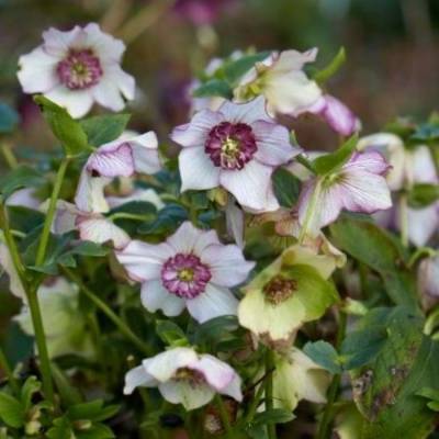 Морозник Винтер Эмоушнс Анемон Пикоти Морозник Винтер Эмоушнс Анемон Пикоти - Dolinasad.by