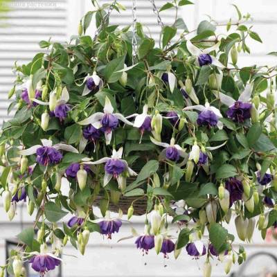 Фуксия Блю Ангел - Dolinasad.by