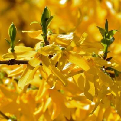 Форзиция промежуточная Уикенд, С3 - Dolinasad.by