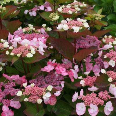 Гортензия пильчатая Дардевил, С3 - Dolinasad.by