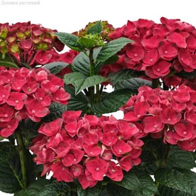 Гортензия крупнолистная Рана - Dolinasad.by