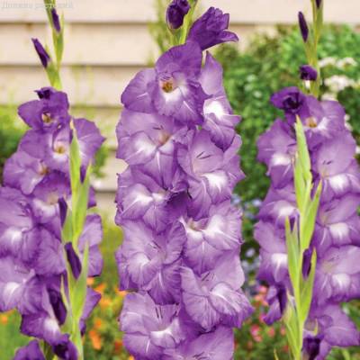 Гладиолус Нори - Dolinasad.by