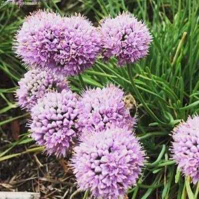 Аллиум сизый Саммер Бьюти - Dolinasad.by