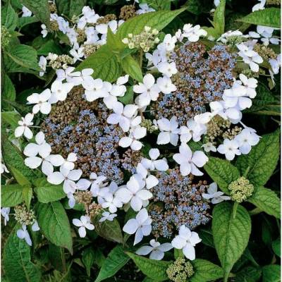Гортензия крупнолистная Ланарт Уайт, С2 - Dolinasad.by