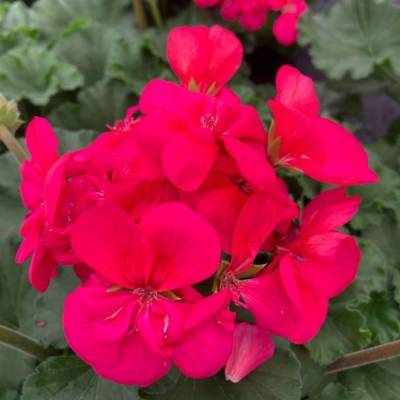 Пеларгония зональная Саванна Пунч - Dolinasad.by