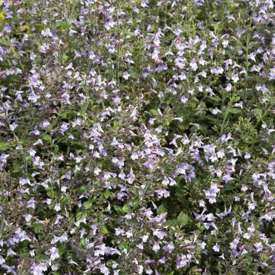 Душевик Блю Клауд - Dolinasad.by