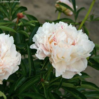 Пион Ми Жюль Дессерт - Dolinasad.by