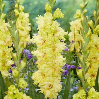 Гладиолус Бернинг Санрайс - Dolinasad.by