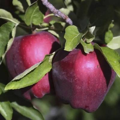 Яблоня Ред Делишс - Dolinasad.by