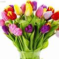 Букеты тюльпанов к 14 февраля и 8 марта - Dolinasad.by
