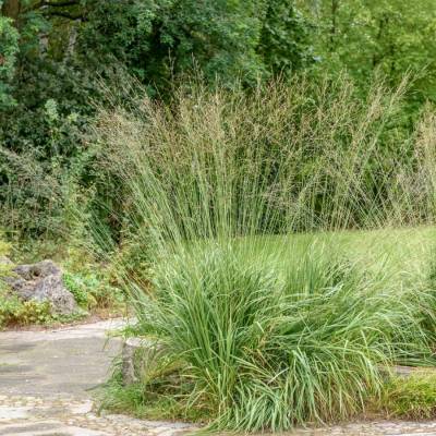 Молиния тростниковая Транспарент - Dolinasad.by