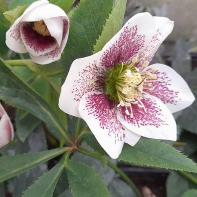 Морозник Боллим Морозник Боллим - Dolinasad.by