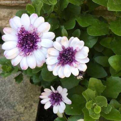 Остеоспермум 3Д Блюберри Шейк - Dolinasad.by