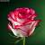 Роза Джумилия в горшке - Dolinasad.by