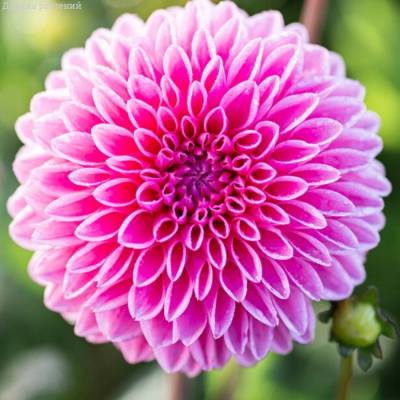 Георгина Сандра - Dolinasad.by