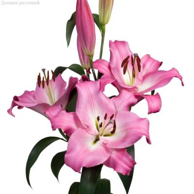 Лилия Брузаго Лилия Брузаго - Dolinasad.by