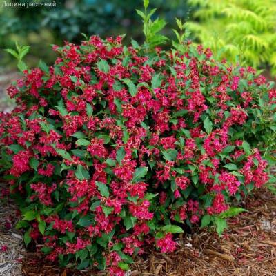 Вейгела Ред Принц, С3 - Dolinasad.by