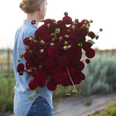 Георгина Натал - Dolinasad.by