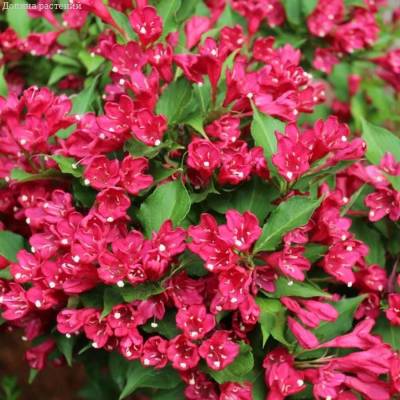 Вейгела Эвита, С3 - Dolinasad.by