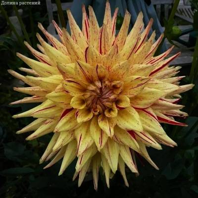 Георгина Марканти - Dolinasad.by