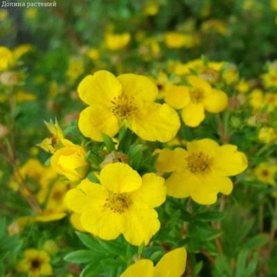 Лапчатка кустарниковая Саммерфлор, С3 - Dolinasad.by