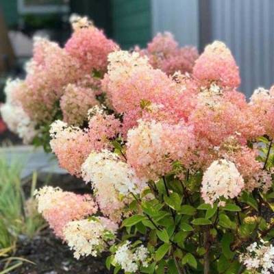 Гортензия метельчатая Бобо, С3 - Dolinasad.by