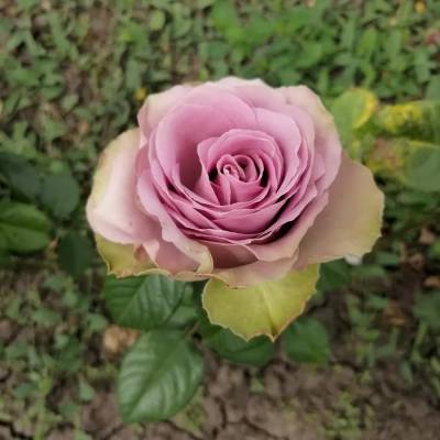 Роза Тиара - Dolinasad.by