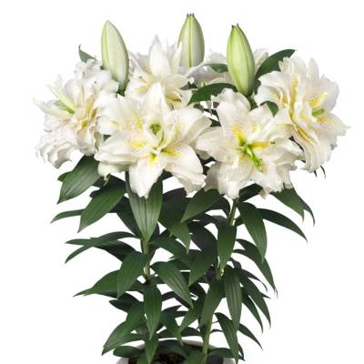 Лилия Роузлили Сита - Dolinasad.by