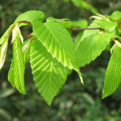 Граб обыкновенный, С3 Граб обыкновенный, С3 - Dolinasad.by