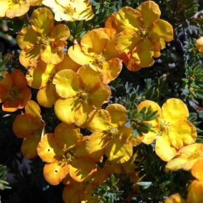 Лапчатка Аннет, С3 - Dolinasad.by