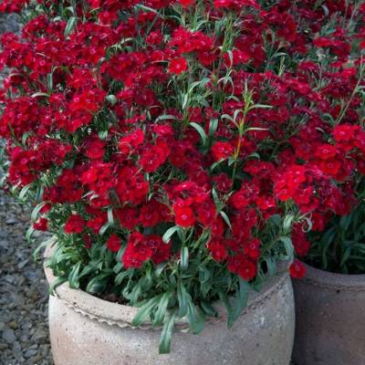 Гвоздика Айк - Dolinasad.by