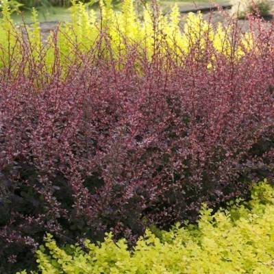 Барбарис Тунберга Фламинго, С2 - Dolinasad.by