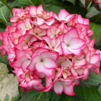 Гортензия крупнолистная Мираи - Dolinasad.by