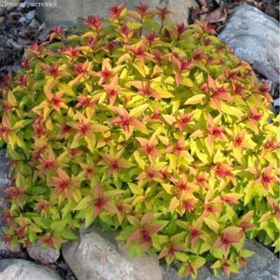 Спирея японская Файерлайт, С2 - Dolinasad.by