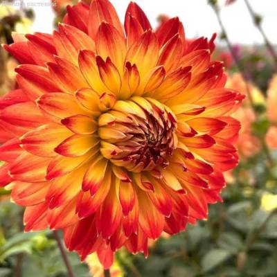 Георгина Процион - Dolinasad.by