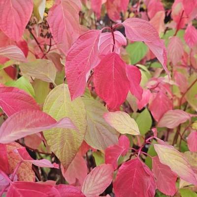 Дерен белый Неон Берст, С3 - Dolinasad.by