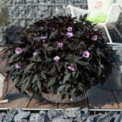 Ипомея кленовидная Флорамия Негро - Dolinasad.by