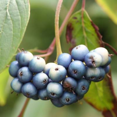 Дерен душистый Блю Клауд, С3 - Dolinasad.by