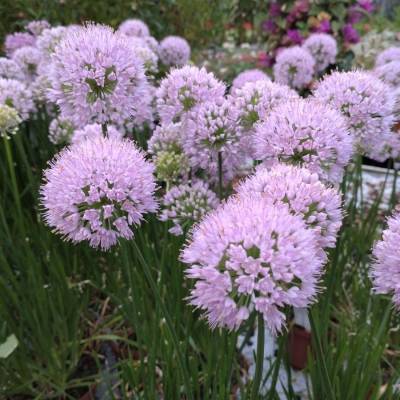 Аллиум Ин Орбит Аллиум Ин Орбит - Dolinasad.by