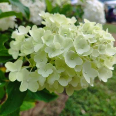 Гортензия метельчатая Сильвер Доллар, С3 - Dolinasad.by