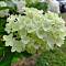 Гортензия метельчатая Сильвер Доллар, С3 - Dolinasad.by
