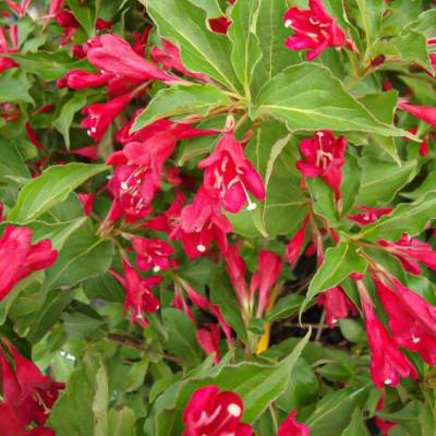 Вейгела Ред Принц, С3 - Dolinasad.by