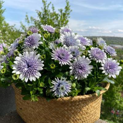 Остеоспермум 3Д Стил Блю - Dolinasad.by